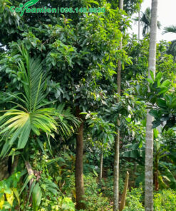 Trồng cây Bơ lâu năm, đk gốc 8 - 10cm