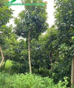 Mua tận vườn cây Bơ cao 5m