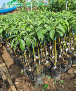 Cây Bơ giống cao 60cm