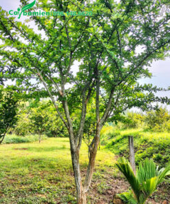 Đào Tiên công trình dáng đẹp, chiều cao trên 4m