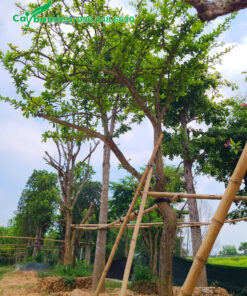 Cây mới trồng chống cọc chắc chắn