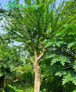 Đào Tiên công trình cao 4m, cành nhánh mọc hướng lên trời