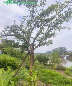 Đào Tiên cảnh cao 4m, tán lá nghiêng đẹp