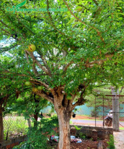 Đào Tiên cổ thụ đường kính thân 20cm trồng trước sân nhà