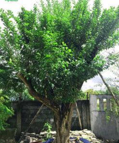 Cây thân gỗ vững chãi, vỏ thân dày và nứt dọc