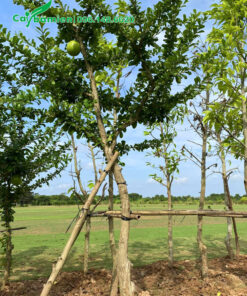 Những hàng cây đào tiên dâm ủ bầu chùm chiều cao khoảng 3m