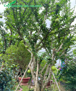 Cây Đào Tiên cổ thụ tán cành nhiều và đẹp