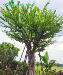 Đào Tiên công trình dâm ủ đường kính gốc 15 - 20cm