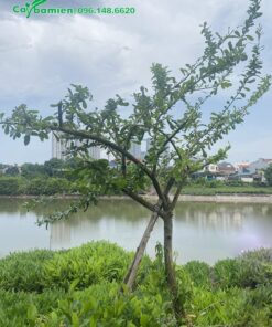 Cây lâu năm, cao khoảng 3m, đường kính gốc 15