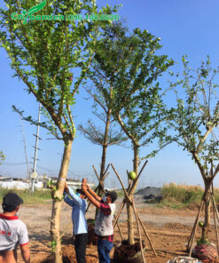 Vanh khoảng 50, cây đào tiên cao hơn 4m