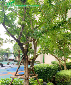 Cây Đào Tiên trưởng thành trồng trong khuôn viên khu đô thị