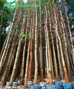 Cây Dầu Rái đã dâm ủ, chiều cao 4 - 5m