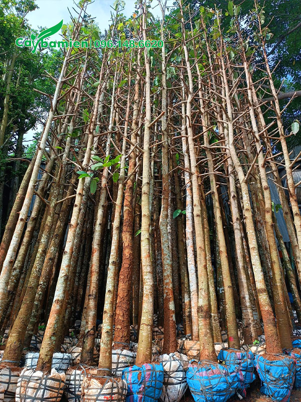 Cây Dầu Rái đã dâm ủ, chiều cao 4 - 5m