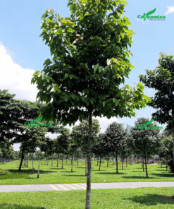 Cây Dầu Rái trồng trong các công viên, khu sinh thái