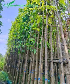 Cây Dầu Rái cao khoảng 5m, đã dâm ủ kỹ