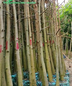 Mua cây Dầu Rái với số lượng lớn, chiều cao 4 - 5m