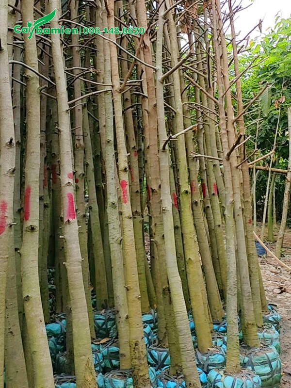 Mua cây Dầu Rái với số lượng lớn, chiều cao 4 - 5m