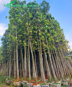 Cây dâm ủ hàng tuyển chọn, kích thước đồng đều