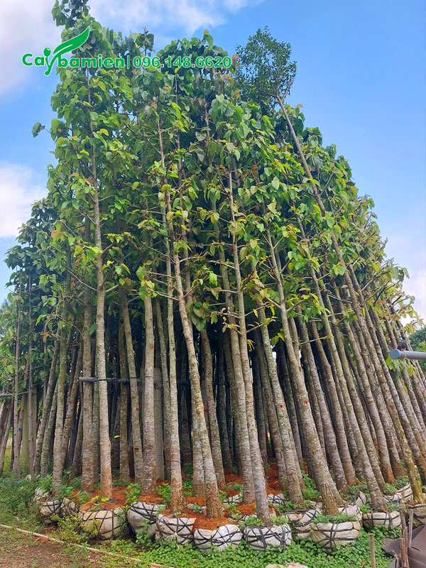 Cây dâm ủ hàng tuyển chọn, kích thước đồng đều