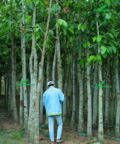 Vườn cây Dầu Con Rái lâu năm được giâm ủ và chăm sóc kỹ lưỡng