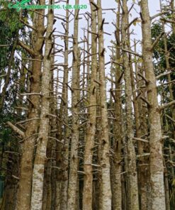 Kỹ thuật trẻ hóa cây gỗ Dầu Rái, đốn hết cành tán, cách gốc cành 40 - 60cm