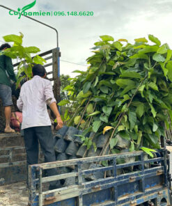 Cây giống dầu rái đang được xếp lên thùng xe tải giao cho khách tại Tp Hồ Chí Minh