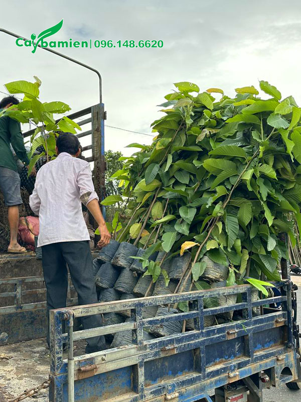 Cây giống dầu rái đang được xếp lên thùng xe tải giao cho khách tại Tp Hồ Chí Minh