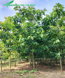 Vườn nuôi trồng cây dầu rái choai choai cao 2m