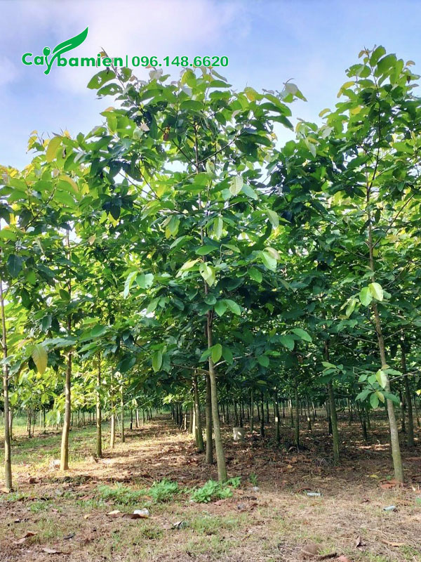 Vườn nuôi trồng cây dầu rái choai choai cao 2m