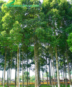 Rừng cây dầu rái cao 8 - 10m