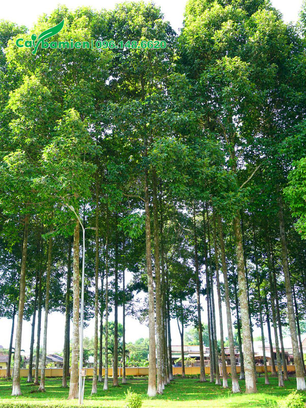 Rừng cây dầu rái cao 8 - 10m