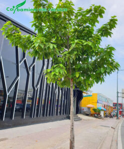 Trồng cây dầu rái trên vỉa hè đường phố