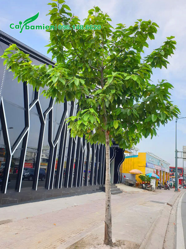 Trồng cây dầu rái trên vỉa hè đường phố