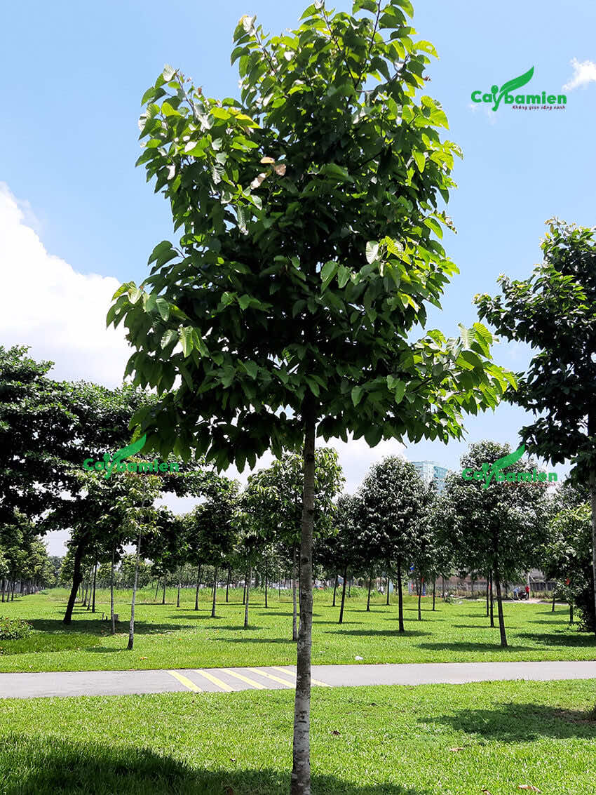 Cây Dầu Rái trồng trong các công viên, khu sinh thái