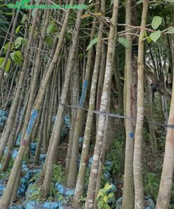 Cây con đường kính khoảng 10cm