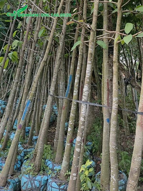 Cây con đường kính khoảng 10cm