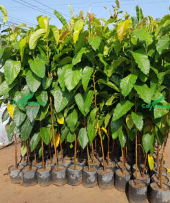 Cây Dầu Rái giống