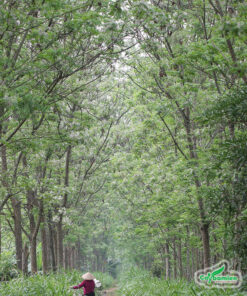 Rặng cây xoan cổ thụ hàng chục năm tuổi