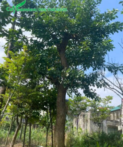 Cây osaka đỏ cổ thụ đường kính gốc 20cm trở lên