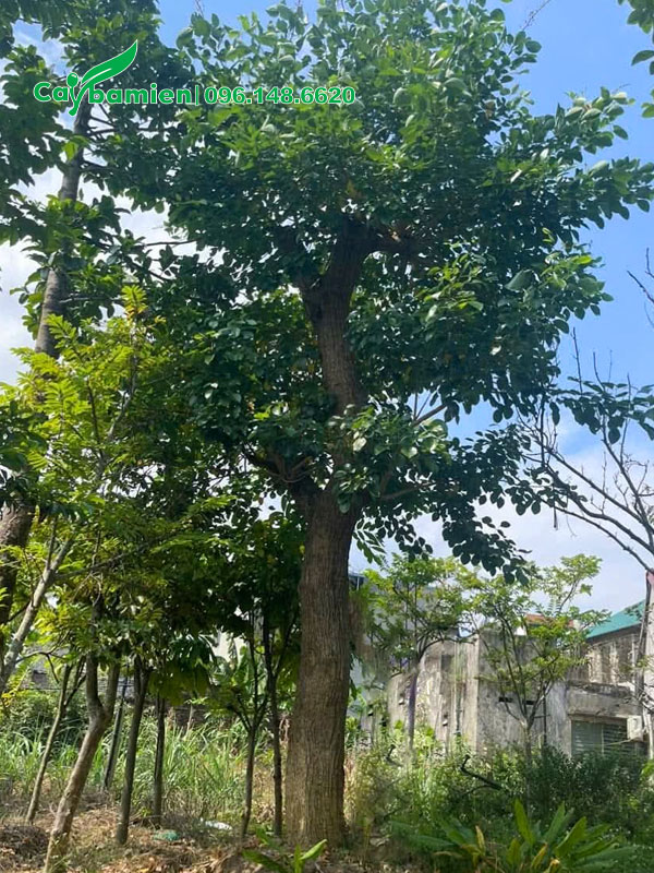 Cây osaka đỏ cổ thụ đường kính gốc 20cm trở lên