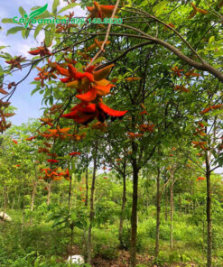 Vườn Sang công trình đang nở rộ hoa