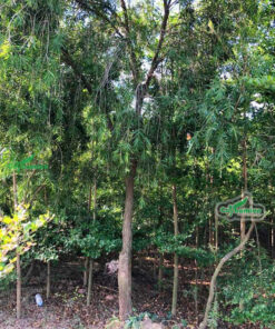 Cây dược liệu chất lượng, nhiều hoạt chất quý