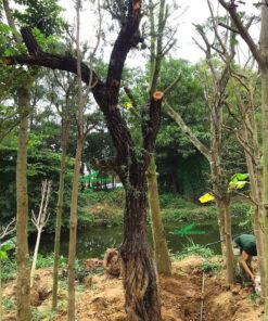 Cây liễu rũ kích thước khủng, giá trị cực cao