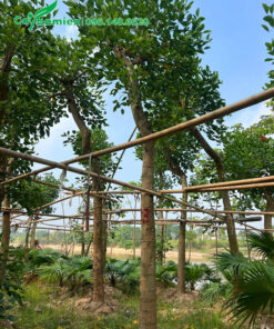 Cây đẹp, cành nhánh đang ra sau một thời gian dài dâm ủ