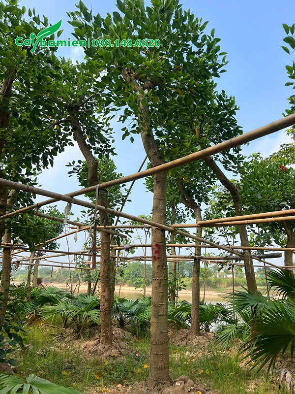 Cây đẹp, cành nhánh đang ra sau một thời gian dài dâm ủ