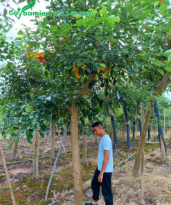 Vườn dưỡng toàn cây lâu năm đường kính gốc 15 - 20cm