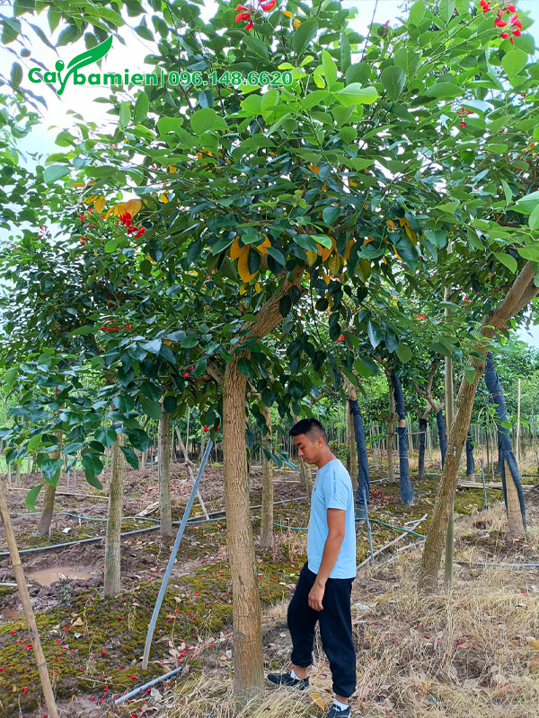 Vườn dưỡng toàn cây lâu năm đường kính gốc 15 - 20cm