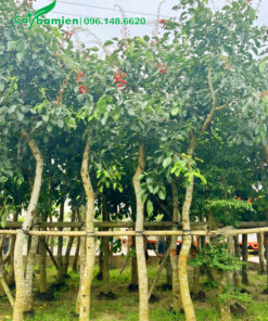 Chiều cao từ 5m, đường kính gốc 12 - 15cm