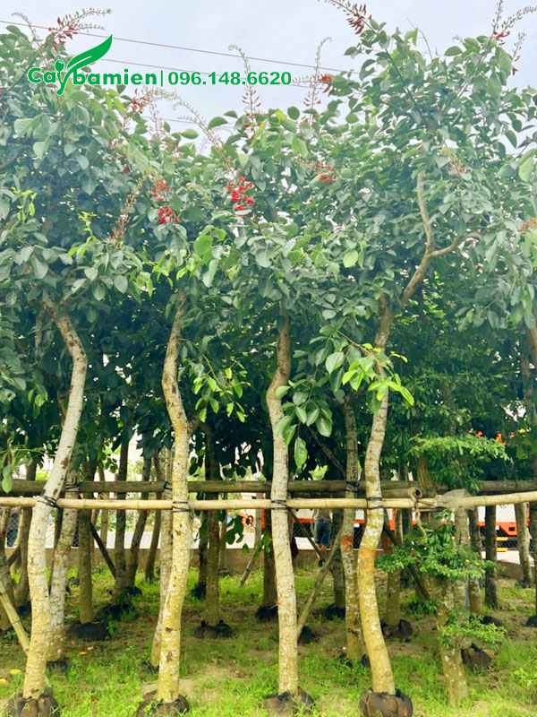 Chiều cao từ 5m, đường kính gốc 12 - 15cm