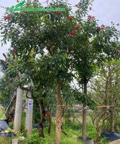 Cây osaka nở hoa đẹp, cây cao khoảng 5m